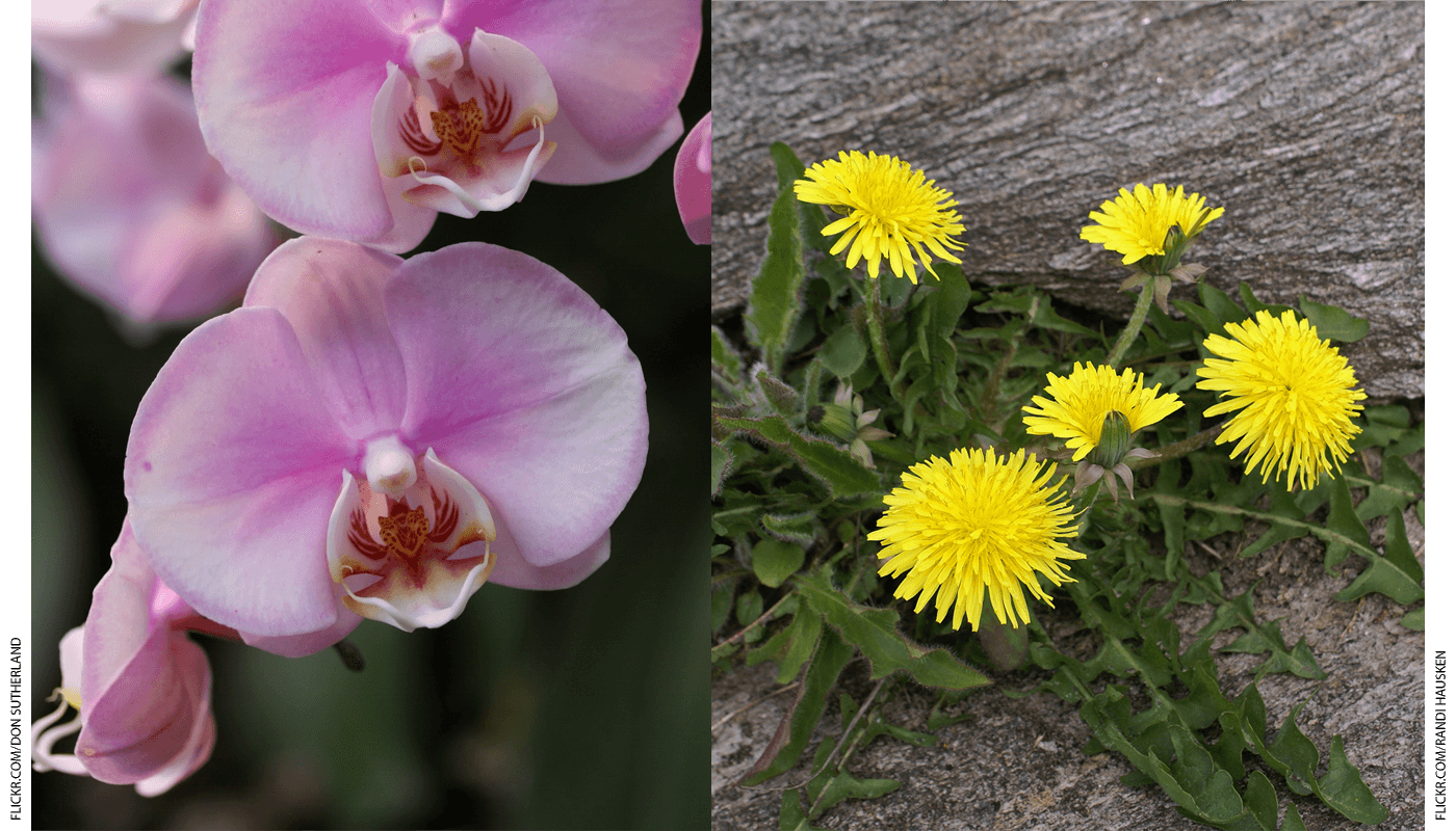 Orchid and dandelion